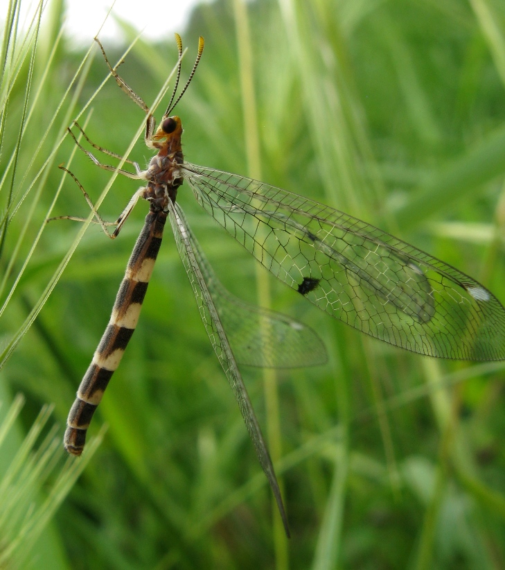 Macronemurus appendiculatus